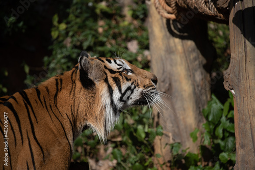 tiger wildlife mammal preda...