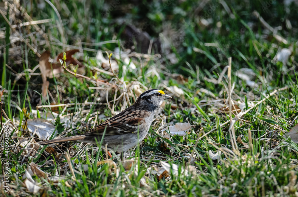 Fototapeta premium White-Throated Sparrow in grass