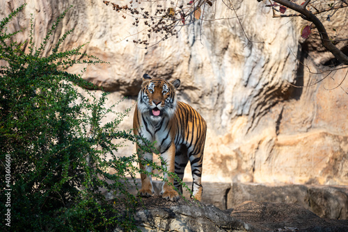 tiger wildlife mammal predator  wild carnivore animal  bengal tiger showing in zoo