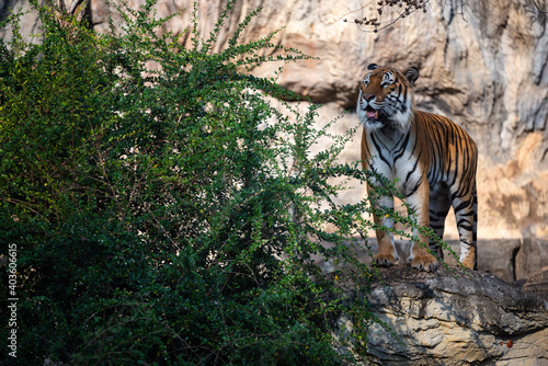 Fototapeta Naklejka Na Ścianę i Meble -  tiger wildlife mammal predator, wild carnivore animal, bengal tiger showing in zoo