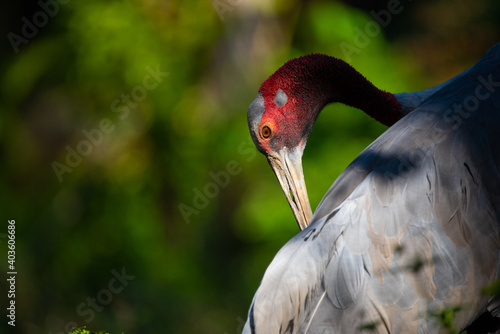 Eastern Sarus Crane (Antigone antigone sharpii), wild bird in wildlife nature field photo