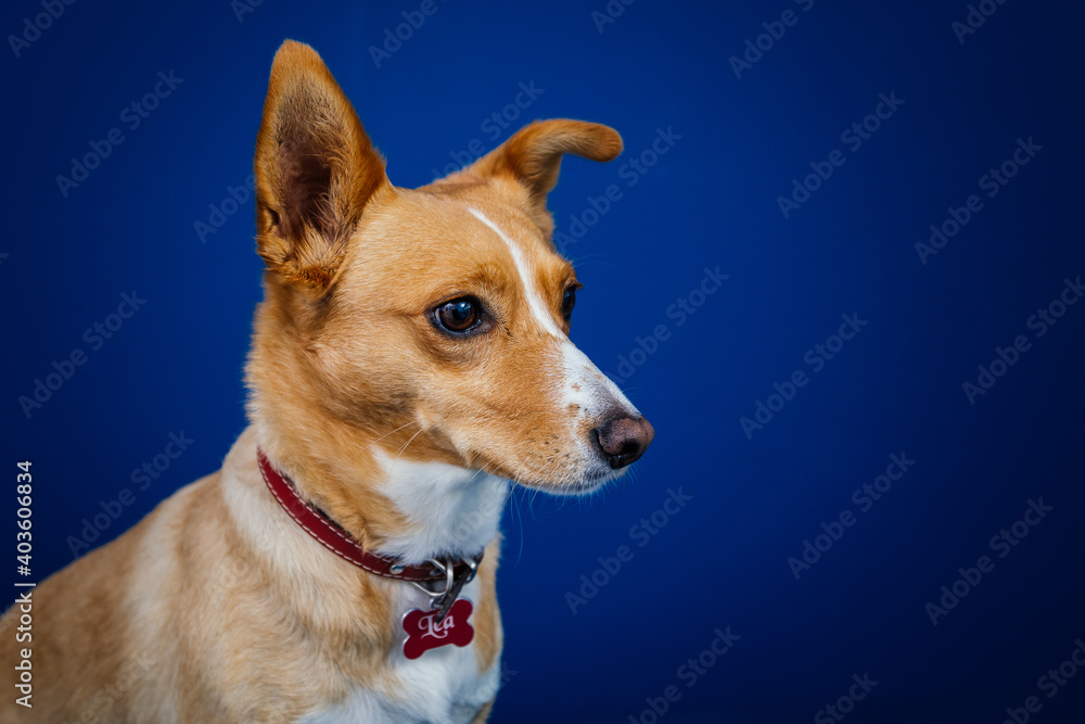 Funny dog against blue background Funny dog against blue background