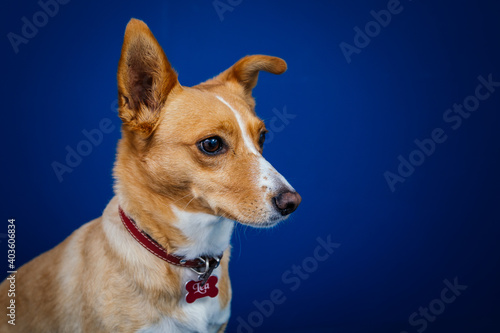 Funny dog against blue background  © belyaaa