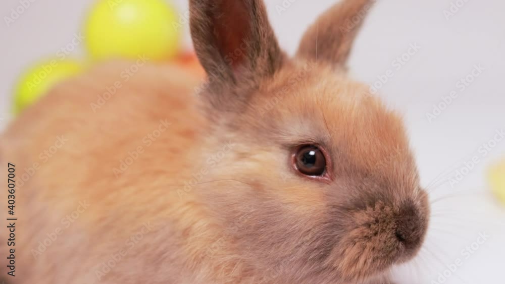 Macro funny video of a fluffy brown rabbit wiggling his nose, intently sniffing. Rabbit diseases, coccidiosis. Fast nimble bunny lurked, incredulous and out of his comfort zone. Easter bunny nose, sen Macro funny video of a fluffy brown rabbit wiggling his nose, intently sniffing. Rabbit diseases, coccidiosis. Fast nimble bunny lurked, incredulous and out of his comfort zone. Easter bunny nose, sen