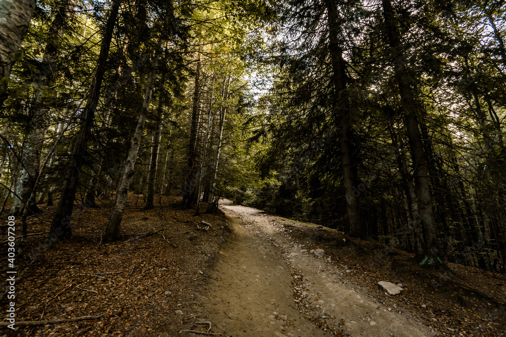 Fototapeta premium path in the woods