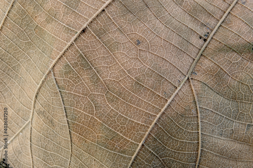 Fototapeta premium Brown Teak leaf close up
