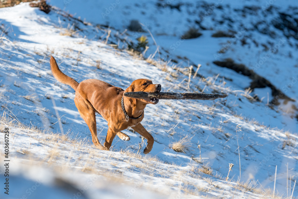 beautiful brown labrador retriever playing with stick in snow