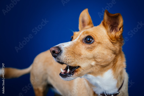Funny dog against blue background 