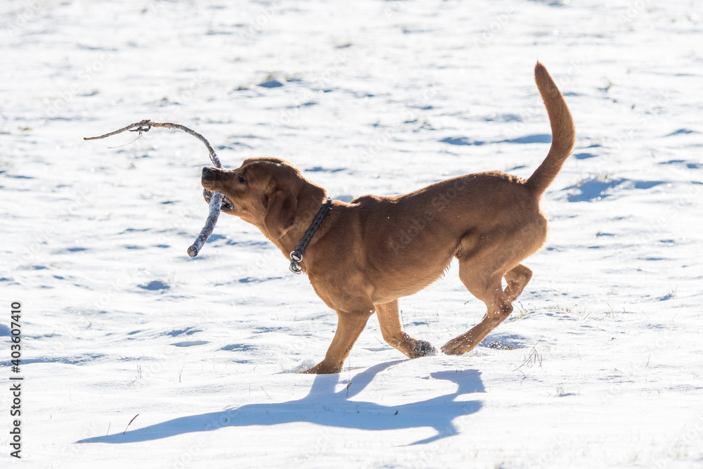 beautiful brown labrador retriever playing with stick in snow