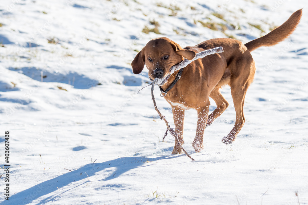 beautiful brown labrador retriever playing with stick in snow beautiful brown labrador retriever playing with stick in snow