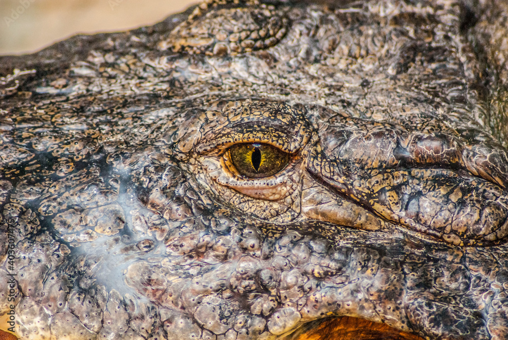 Fototapeta premium crocodile on the river bank take a rest after hunting