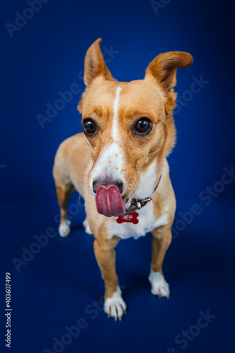 Fototapeta Naklejka Na Ścianę i Meble -  Funny dog against blue background 