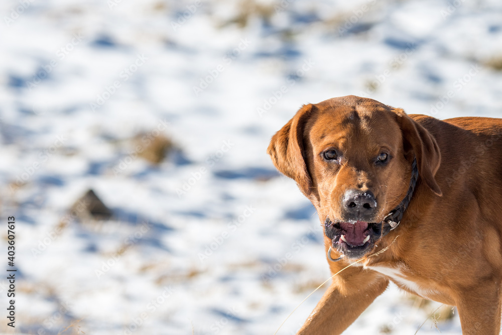 portrait of a beautiful brown labrador retriever in snow