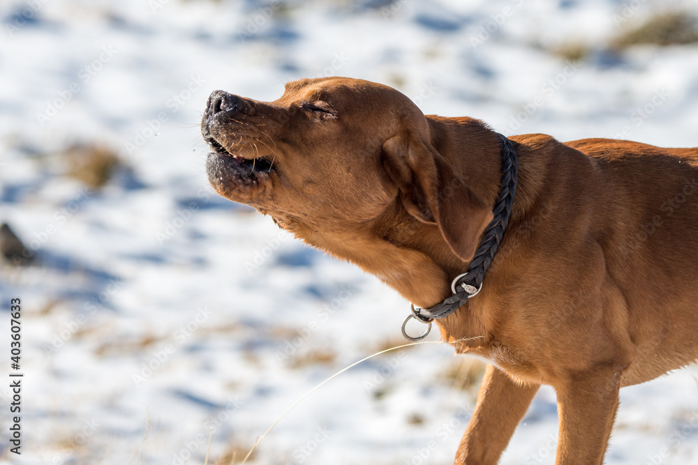 portrait of a beautiful brown labrador retriever in snow portrait of a beautiful brown labrador retriever in snow