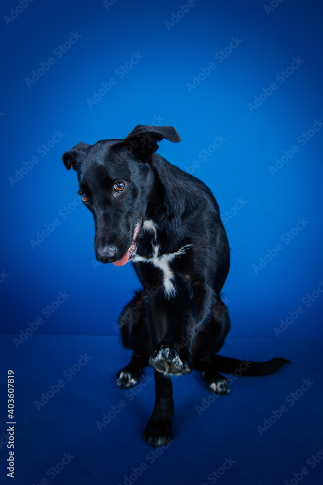 Funny black dog doing tricks against blue background. Funny black dog doing tricks against blue background.