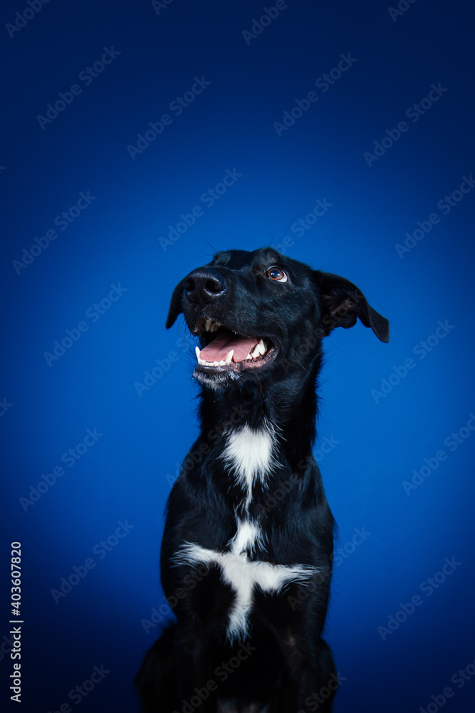 Funny black dog doing tricks against blue background. Funny black dog doing tricks against blue background.