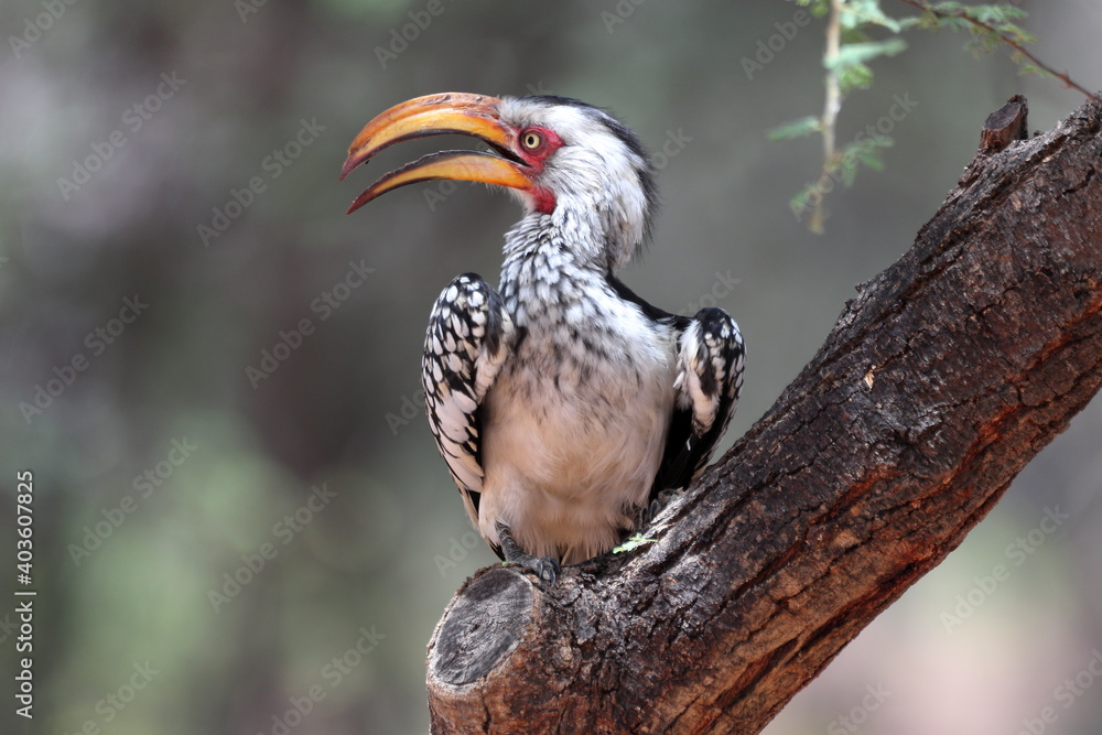 Southern Yellow-billed Hornbill