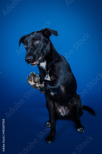 Fototapeta Naklejka Na Ścianę i Meble -  Funny black dog doing tricks  against blue background. 