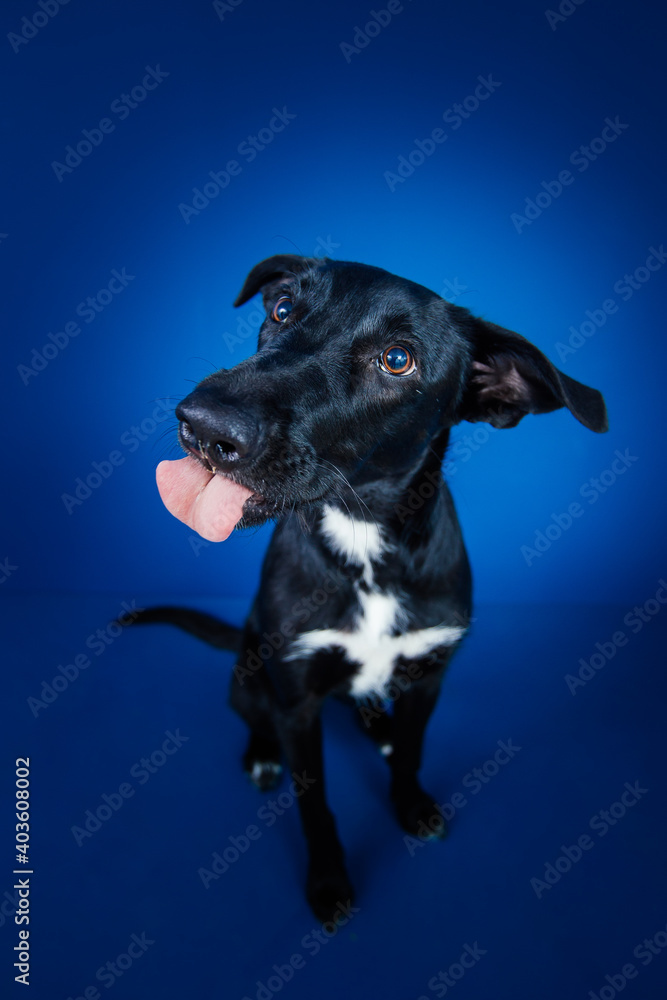 Funny black dog doing tricks against blue background. Funny black dog doing tricks against blue background.