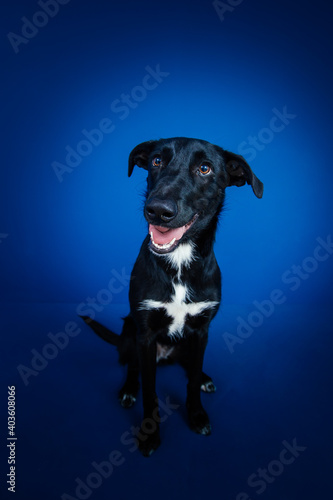 Funny black dog doing tricks against blue background. 