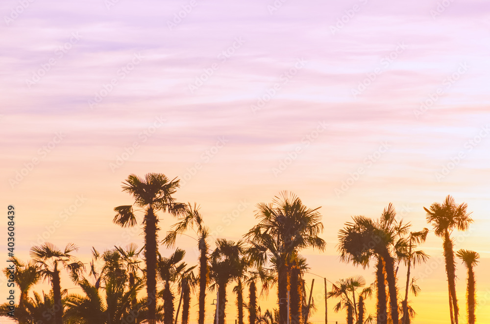 Palm trees on the sunset background