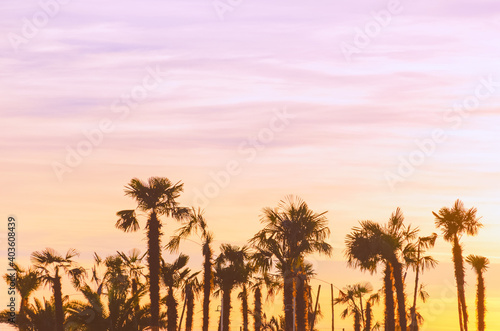 Palm trees on the sunset background