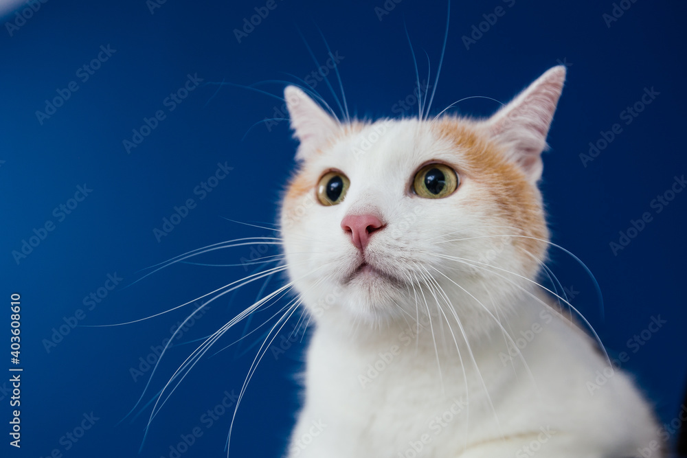 White and orange mix0breed cat against blue background. White and orange mix0breed cat against blue background.