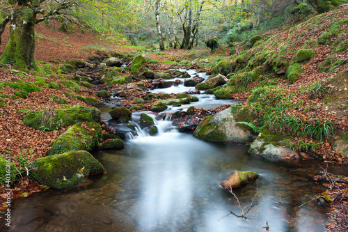 Creek in the woods. Stream inside the forest