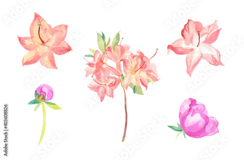 Fototapeta Naklejka Na Ścianę i Meble -  Watercolor set of pink flowers on white isolated background.Collection of rose,rhododendron with leaves hand painted.Clip art with botanical illustrations.Designs for cards,packaging,posters.