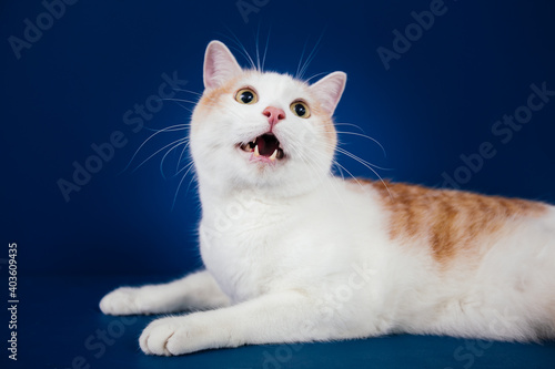 White and orange mix0breed cat against blue background. 