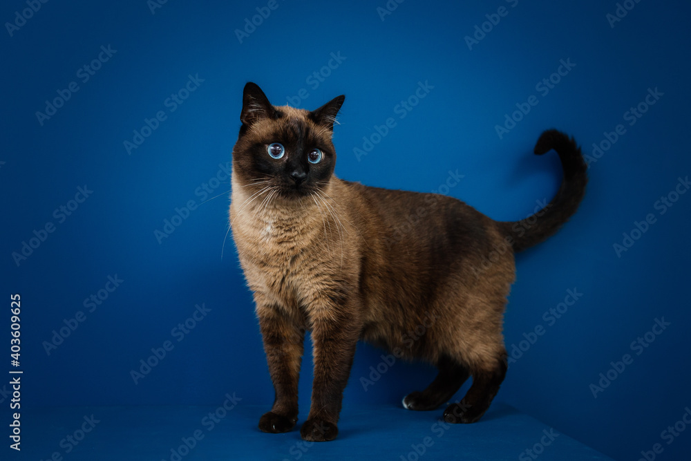 Beautiful cat with amazing blue eyes posing for the camera. 