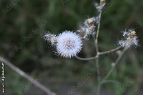 dandelion seeds in the wind