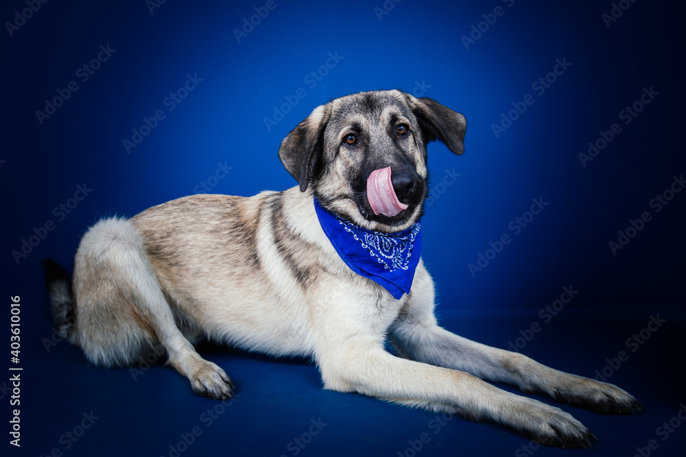 Funny dog against blue background 