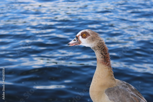 portrait of a goose water in the background