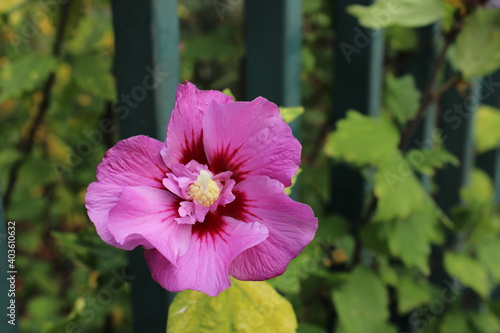 pink hibiscus flower