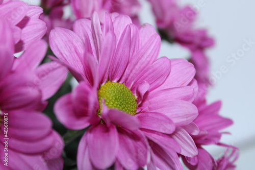 pink flower close up