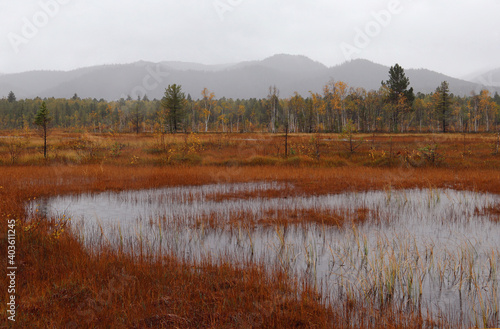 autumn swamp in cloudy weather