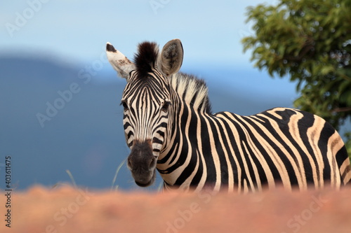 Zebra