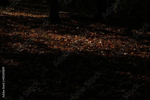 autumn leaves on the ground