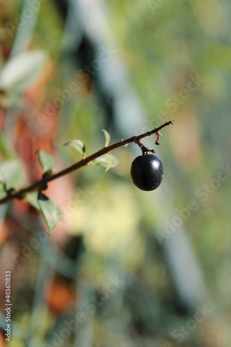 black berry on a tree blurred background