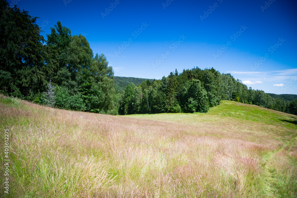 landscape with sky and green grass
