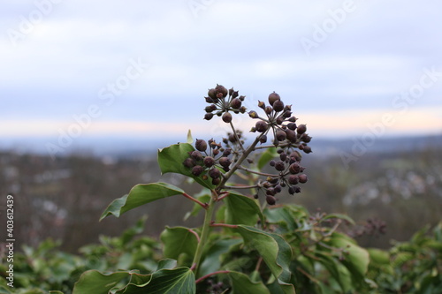 close up of a berry flower 