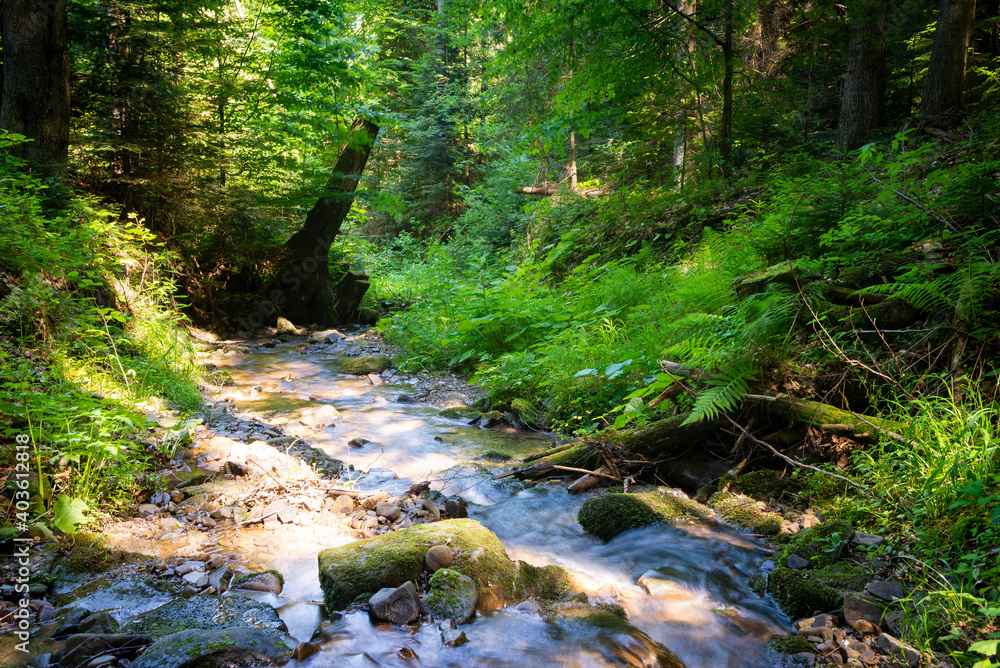 stream in the forest 2