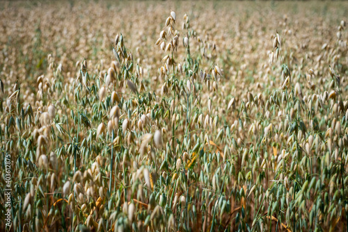 field of oat