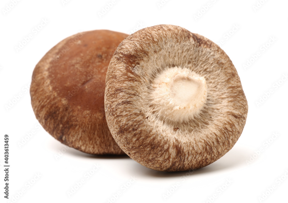 Shiitake mushroom on the White background Shiitake mushroom on the White background