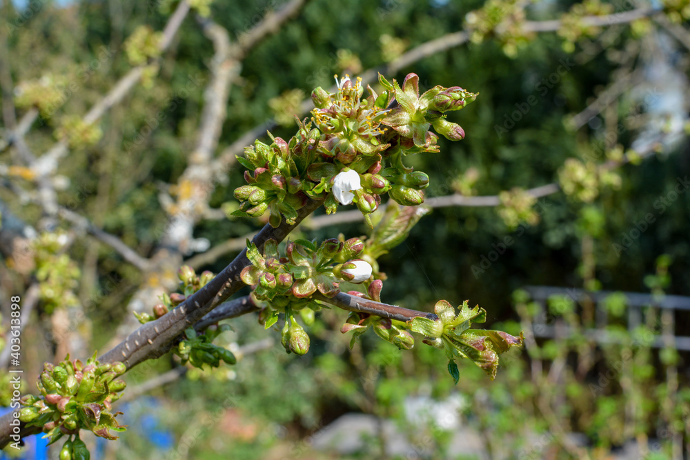 Blossoming cherry flowering branch in the green nature Blossoming cherry flowering branch in the green nature