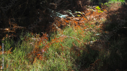 La flore de la forêt des Landes de Gascogne se pare de belles teintes automnales, en cette fin de période estivale