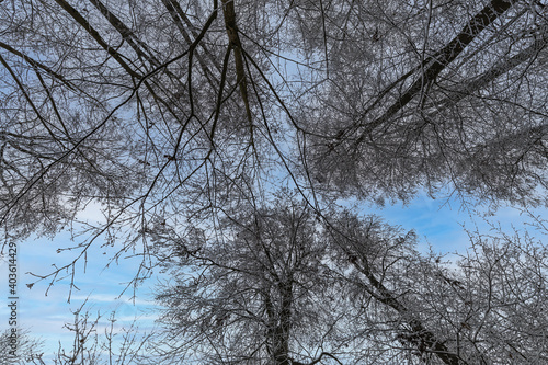 Winterhimmel im Wald