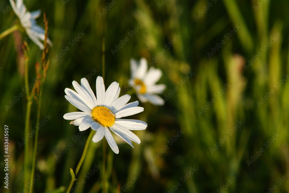 A wild white daisy in a natural environment
A wild white daisy in a natural environment