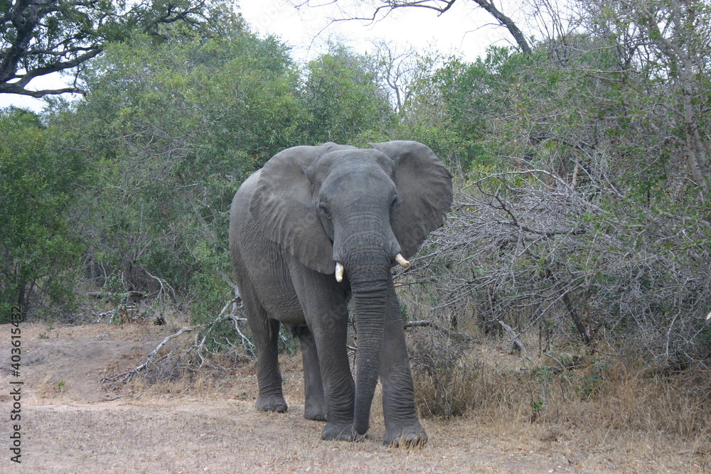 african elephant walking